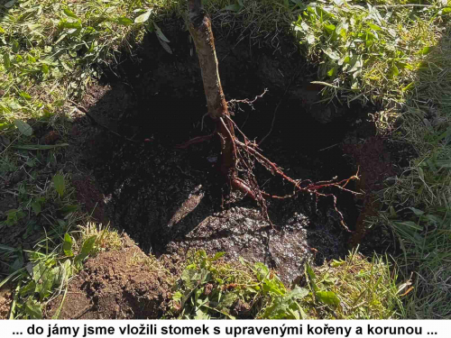 Den Země oslavili deváťáci zasazením ovocného stromu 07